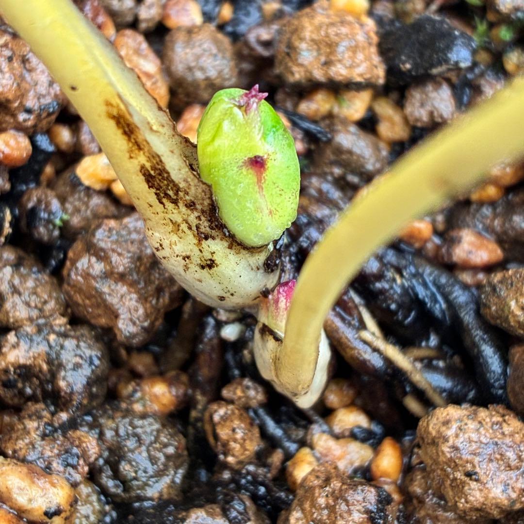 ラ*ク様 3336⭐️hercegovinusオーレア⭐️超小輪⭐️コロコロ⭐️