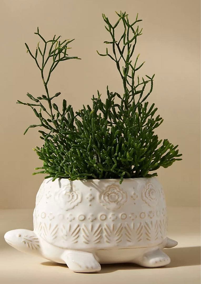 アンソロポロジー　プランター　タートル　植木鉢　ガーデニング　観葉植物　亀　カメ