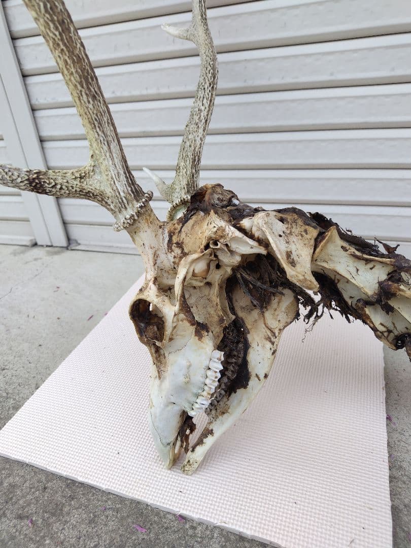 頸椎付き頭蓋骨 鹿の角 No.7 日本鹿 角 壁掛け 匿名配送