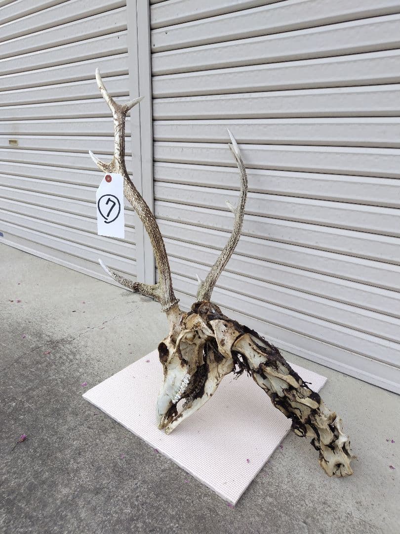 頸椎付き頭蓋骨 鹿の角 No.7 日本鹿 角 壁掛け 匿名配送