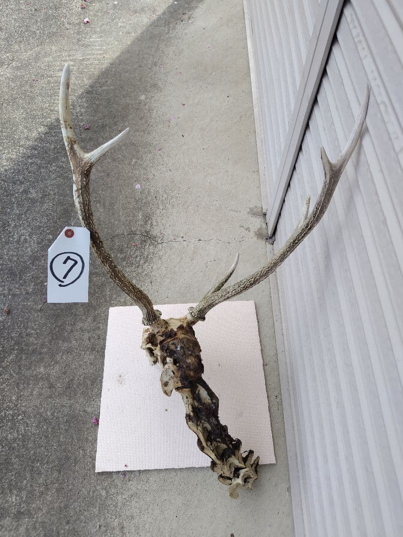 頸椎付き頭蓋骨 鹿の角 No.7 日本鹿 角 壁掛け 匿名配送