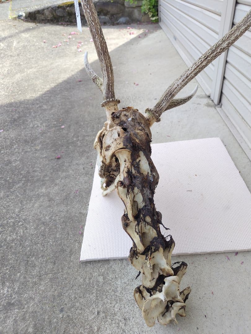 頸椎付き頭蓋骨 鹿の角 No.7 日本鹿 角 壁掛け 匿名配送