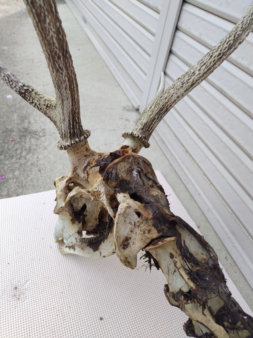 頸椎付き頭蓋骨 鹿の角 No.7 日本鹿 角 壁掛け 匿名配送