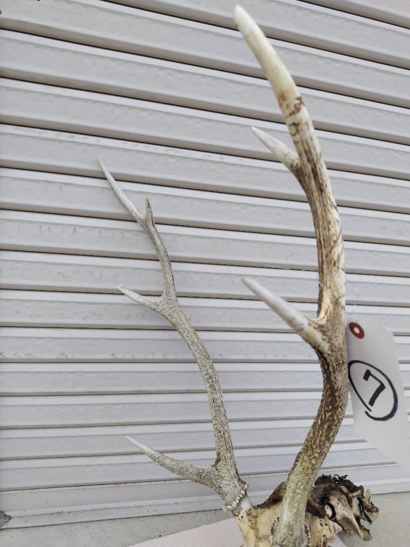 頸椎付き頭蓋骨 鹿の角 No.7 日本鹿 角 壁掛け 匿名配送