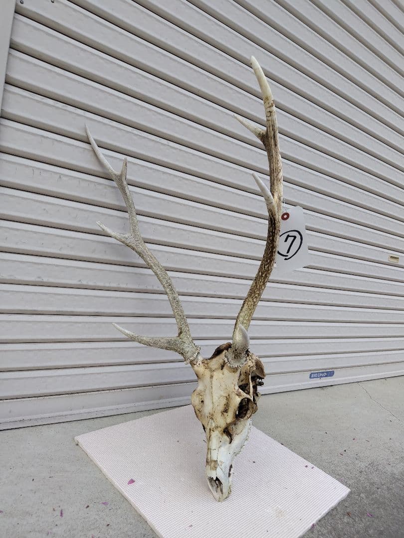 頸椎付き頭蓋骨 鹿の角 No.7 日本鹿 角 壁掛け 匿名配送