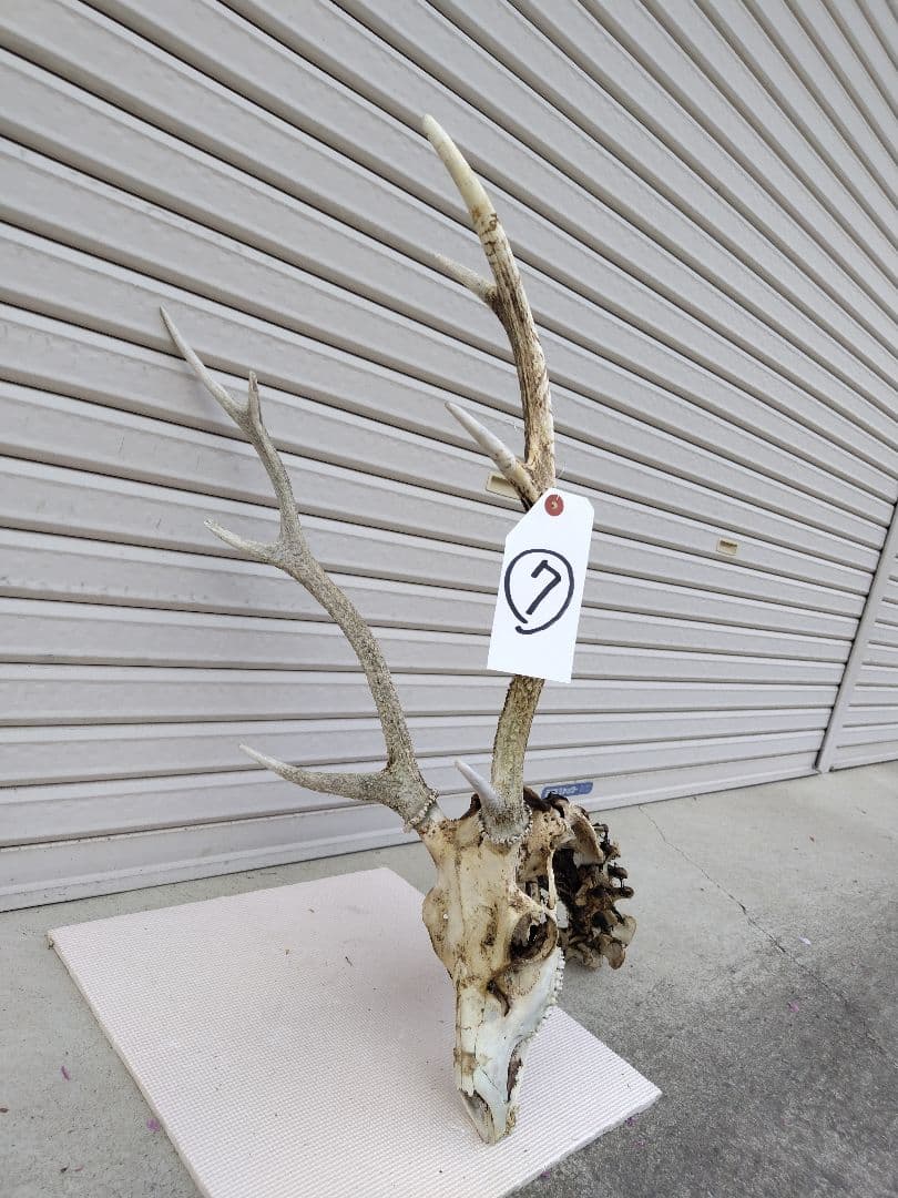 頸椎付き頭蓋骨 鹿の角 No.7 日本鹿 角 壁掛け 匿名配送