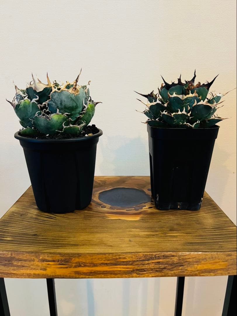 お洒落なウッドレジンテーブル