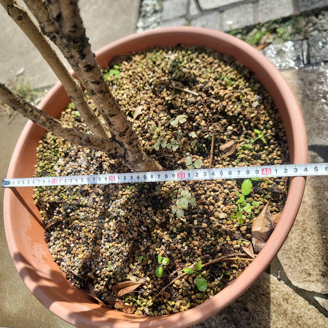 発送できません。金木犀　フレグランスレッドの苗木一つ。きんもくせい　キンモクセイ