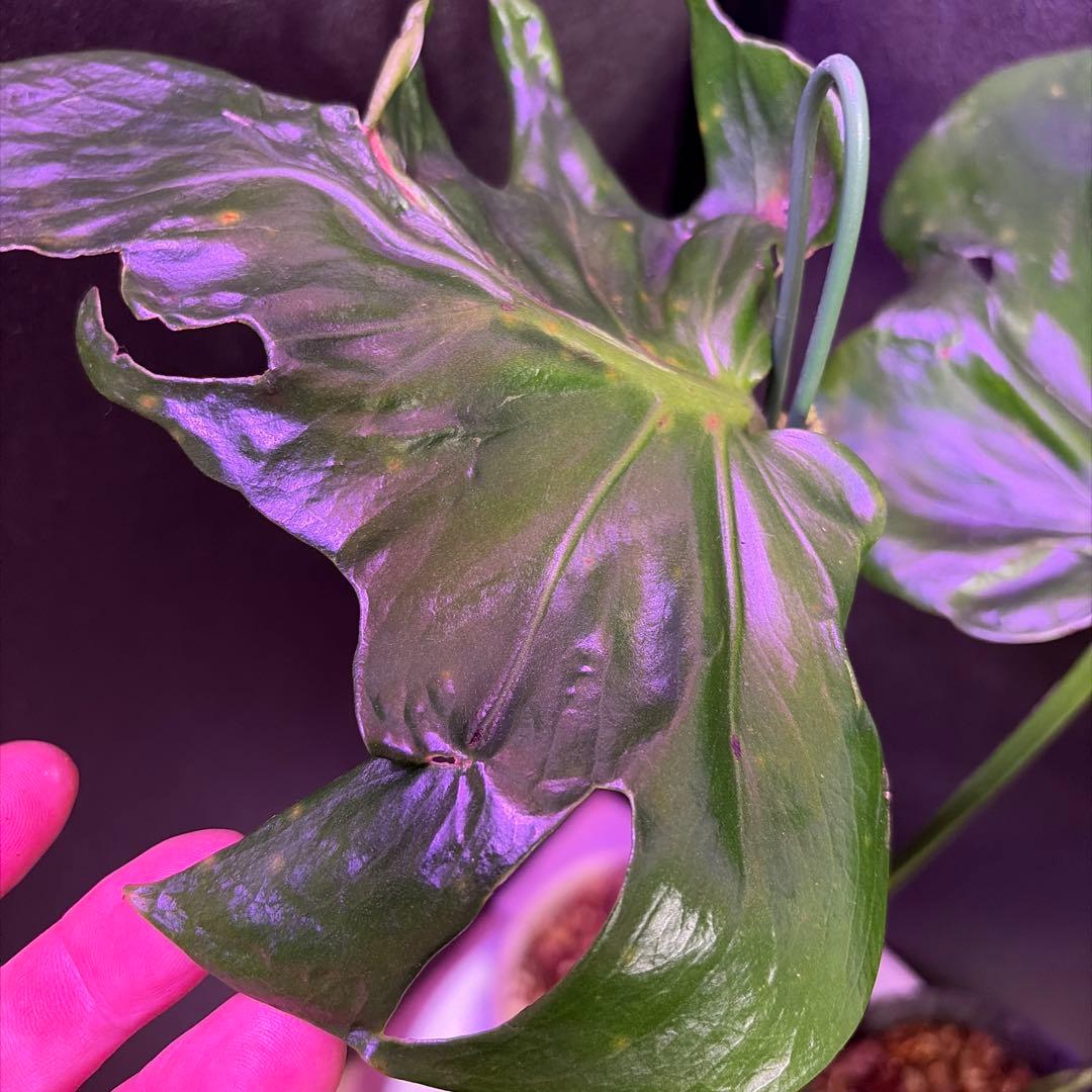 t*p様 奇跡的な一株‼️A モンステラデリシオーサ　ゾンビのミューテーション❣