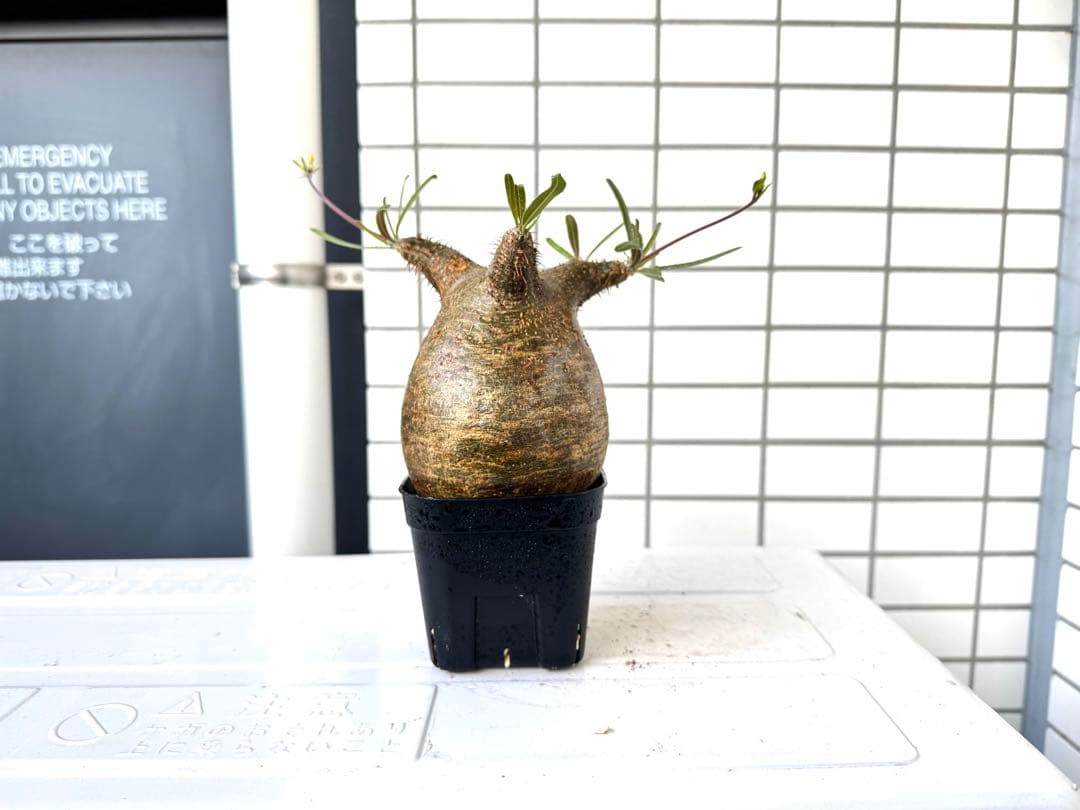 【まいすけ】パキポディウム グラキリス 模様最高