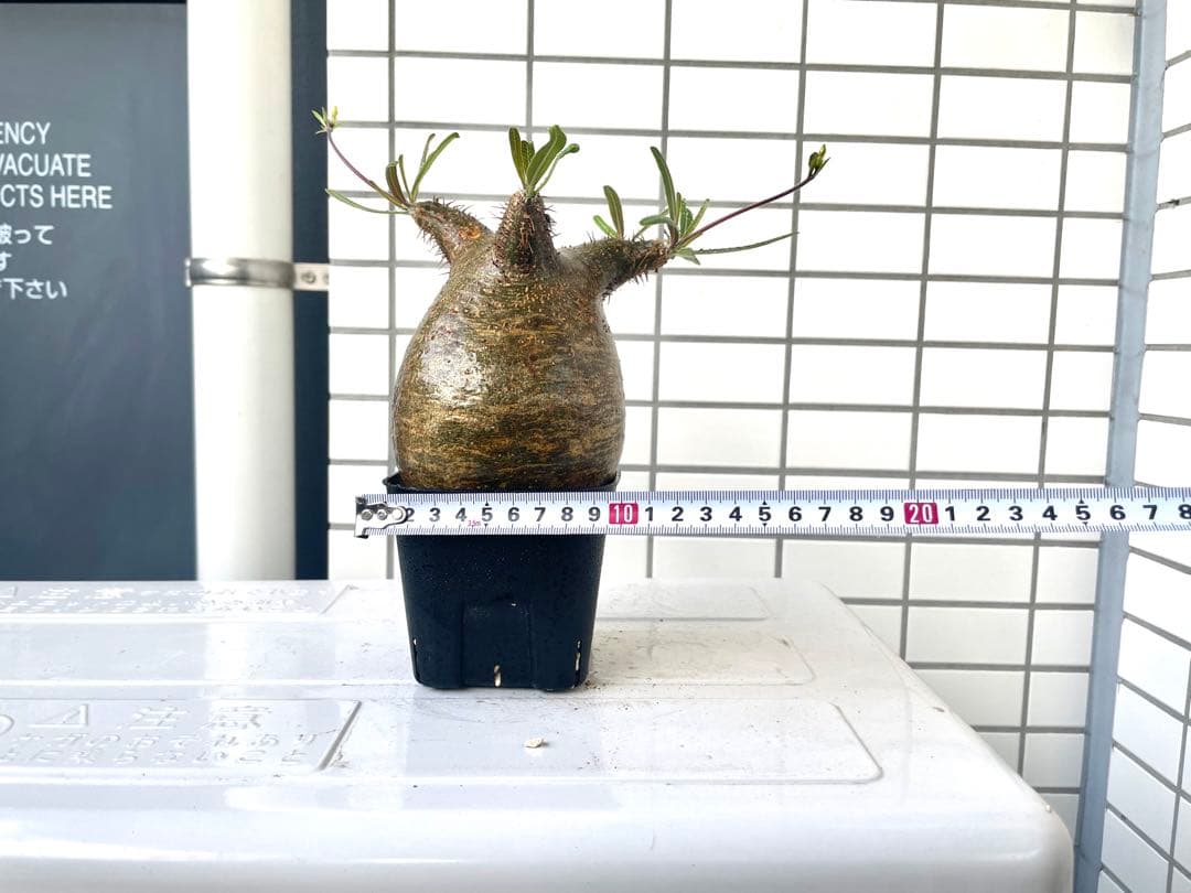 【まいすけ】パキポディウム グラキリス 模様最高