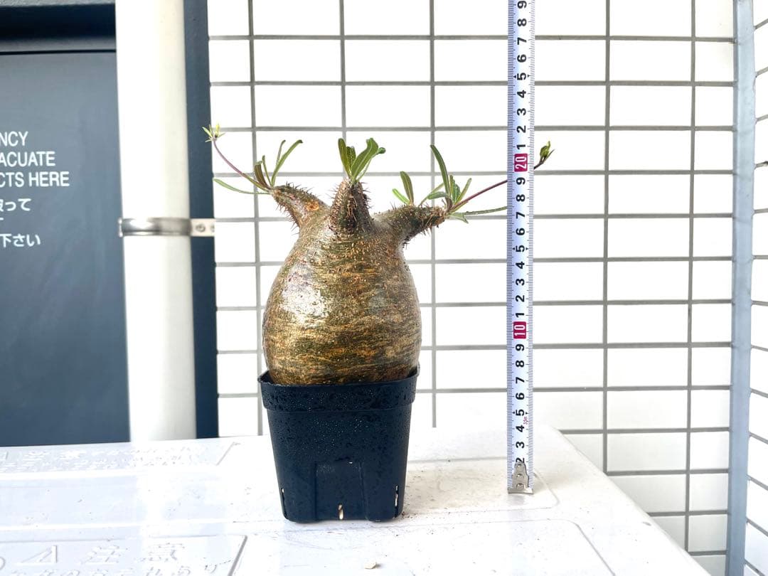 【まいすけ】パキポディウム グラキリス 模様最高