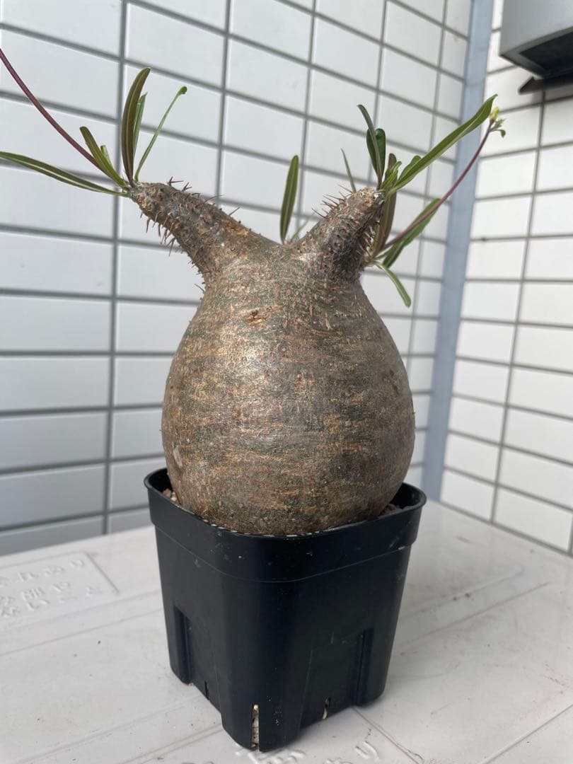 【まいすけ】パキポディウム グラキリス 模様最高