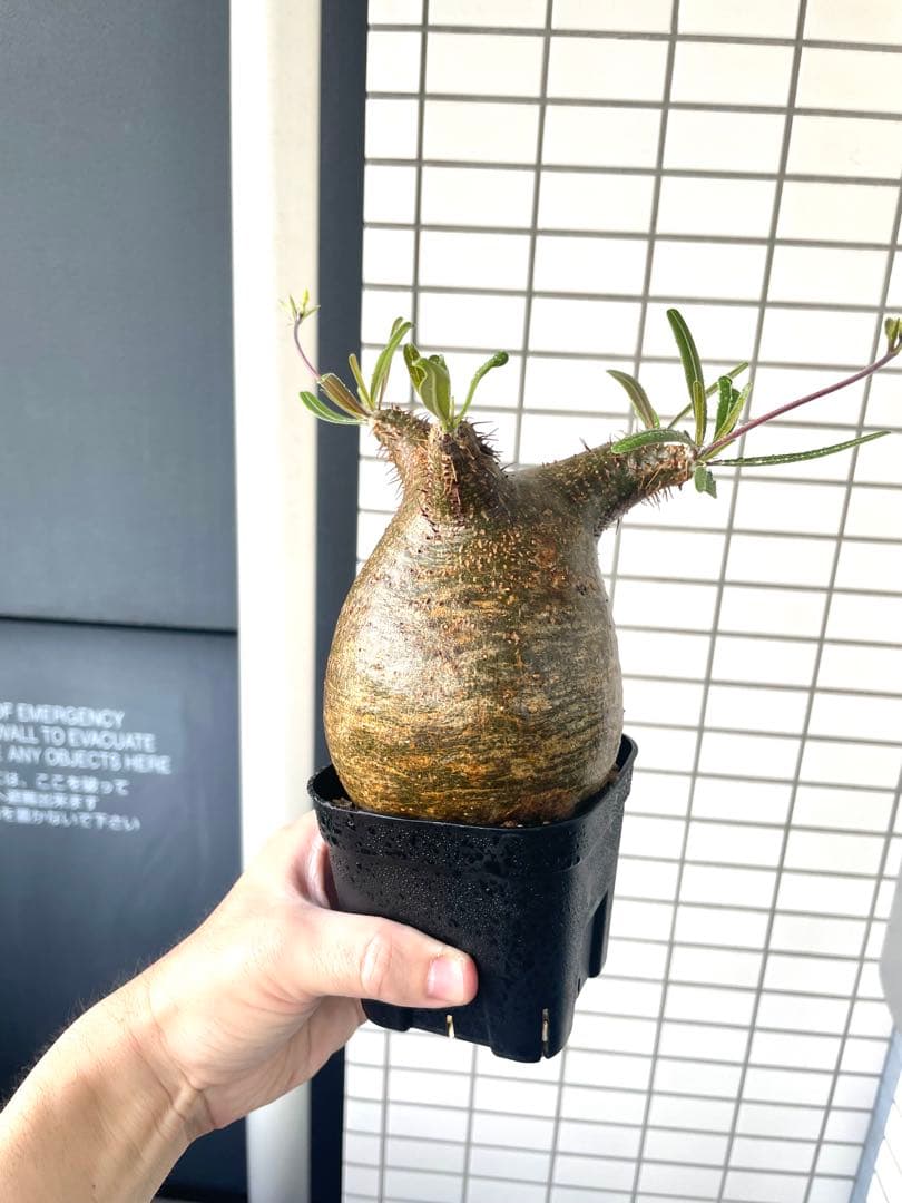 【まいすけ】パキポディウム グラキリス 模様最高