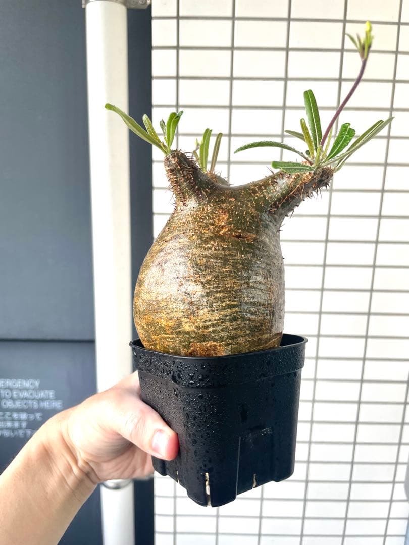 【まいすけ】パキポディウム グラキリス 模様最高