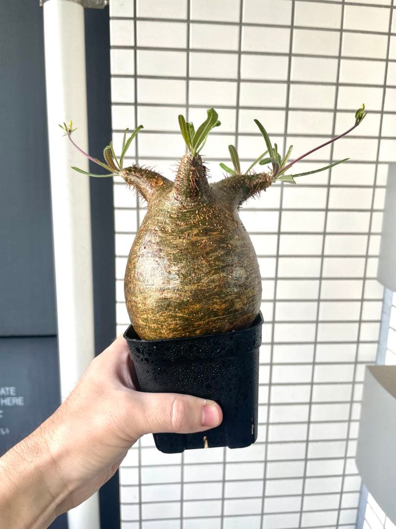 【まいすけ】パキポディウム グラキリス 模様最高