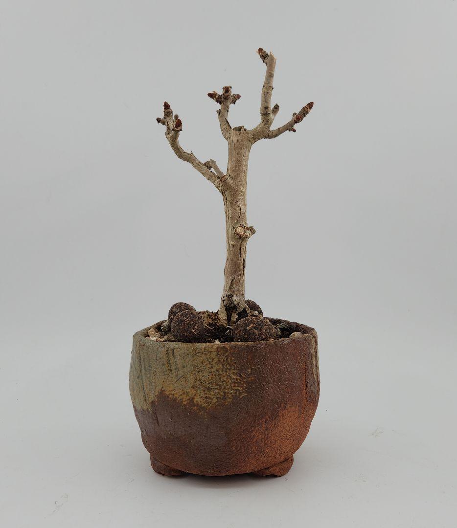 正月セール 10日まで 小品 銀杏盆栽 五葉松盆栽 真柏盆栽 懸崖 真柏 黒松