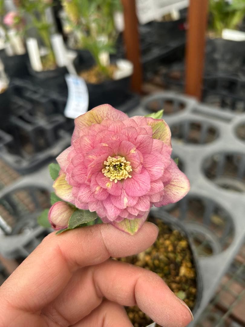 加藤農園 アンティークアフロディーテ クリスマスローズ同梱可能