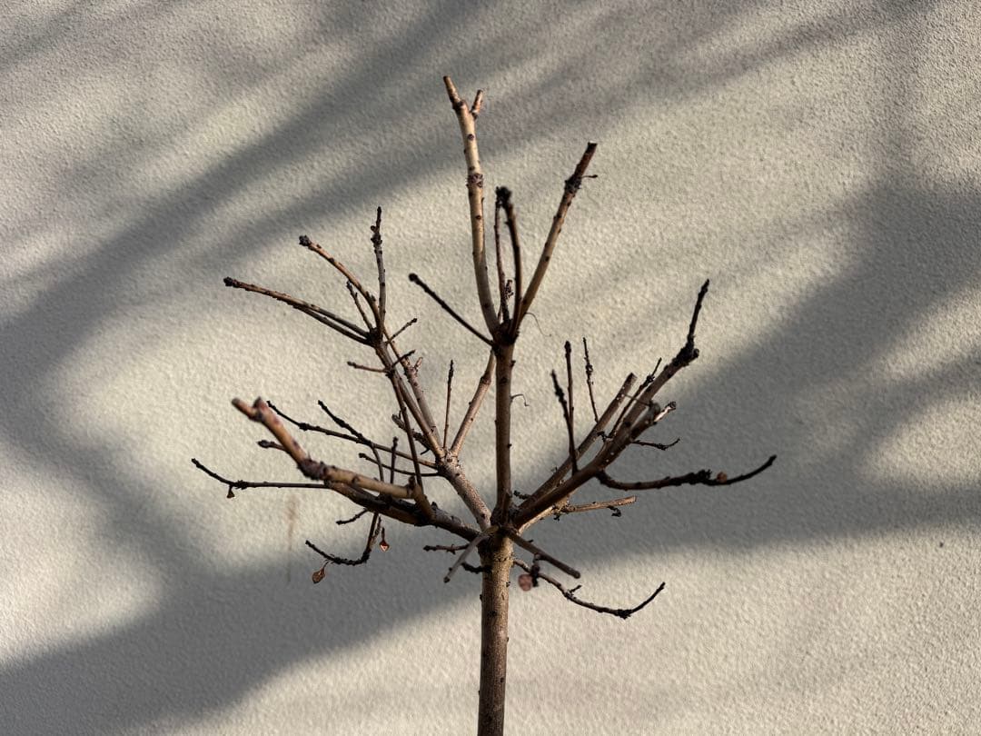 スモークツリー ゴールデンスピリット　樹高約87センチ