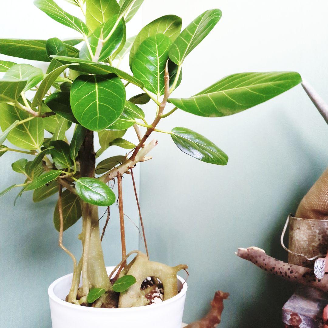 人気の根上り《現品》8号 ベンガレンシス 曲がり幹