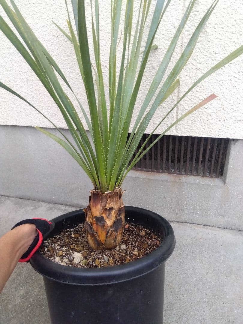 ダシリリオン　グラウコフィラム　10号鉢つき 大株❗