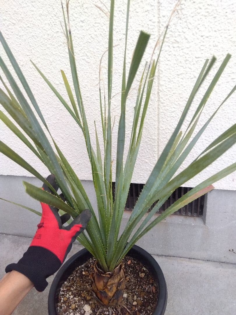 ダシリリオン　グラウコフィラム　10号鉢つき 大株❗