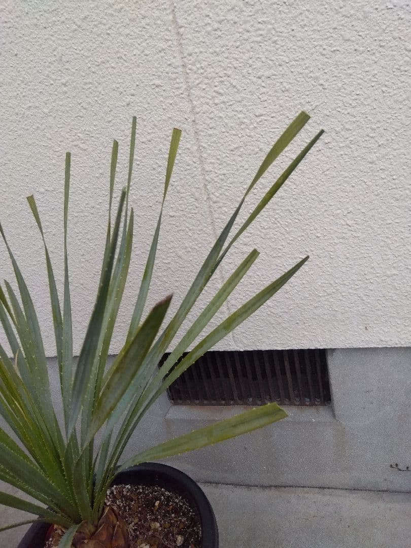 ダシリリオン　グラウコフィラム　10号鉢つき 大株❗