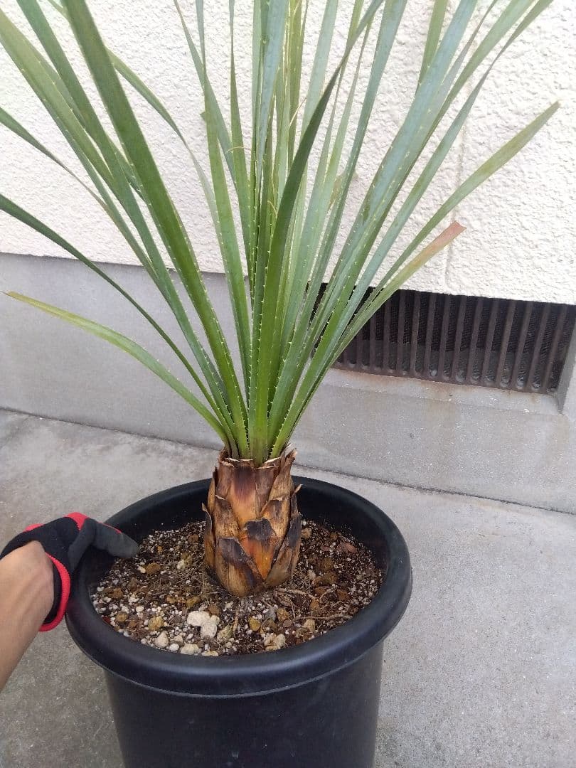 ダシリリオン　グラウコフィラム　10号鉢つき 大株❗