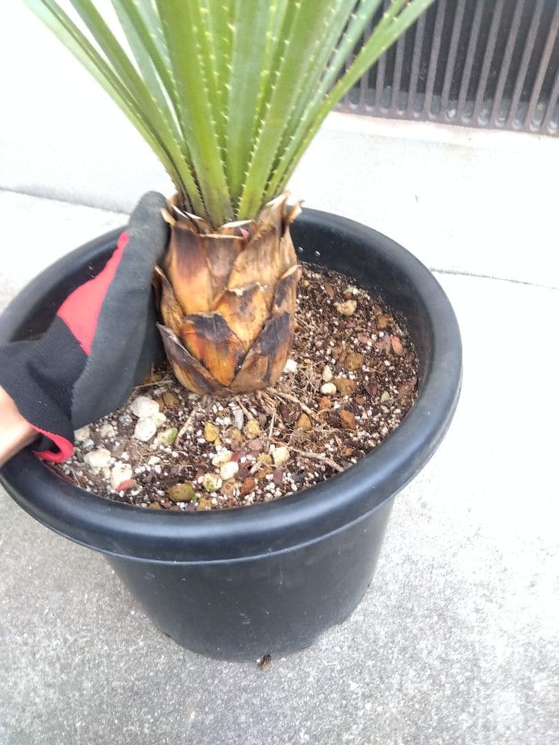 ダシリリオン　グラウコフィラム　10号鉢つき 大株❗