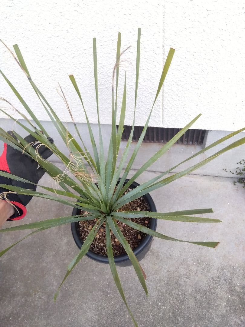 ダシリリオン　グラウコフィラム　10号鉢つき 大株❗