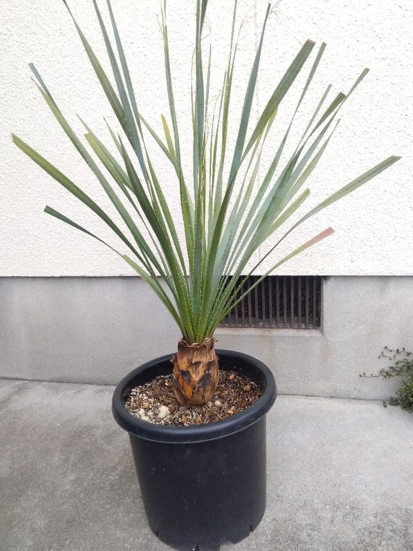 ダシリリオン　グラウコフィラム　10号鉢つき 大株❗