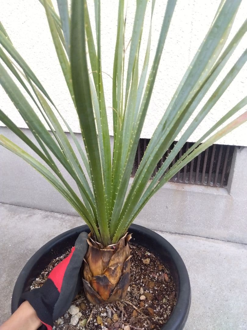 ダシリリオン　グラウコフィラム　10号鉢つき 大株❗