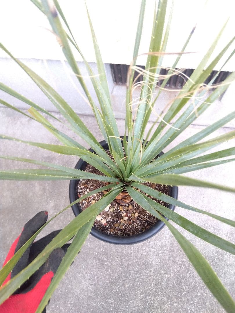 ダシリリオン　グラウコフィラム　10号鉢つき 大株❗