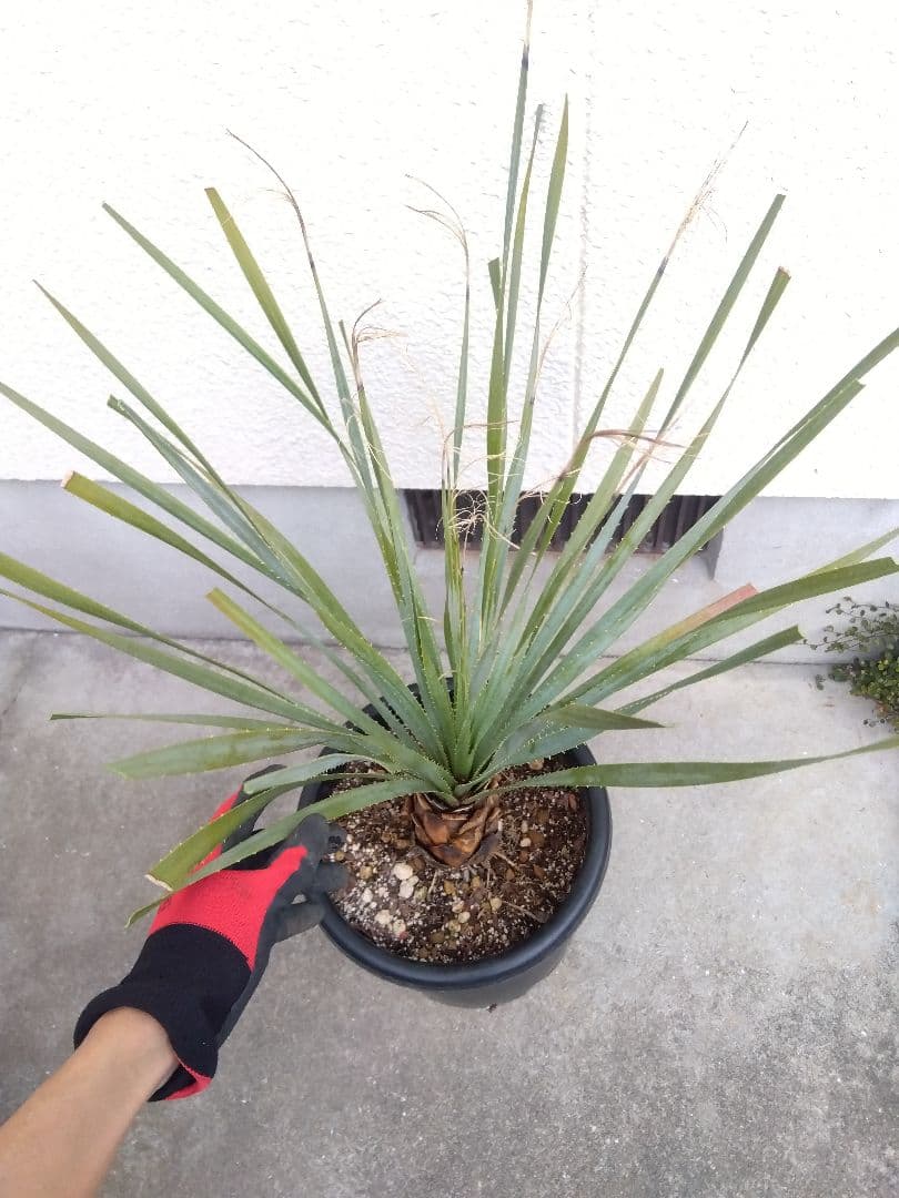 ダシリリオン　グラウコフィラム　10号鉢つき 大株❗