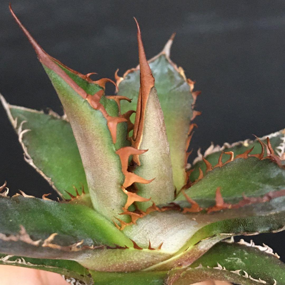 【稀少・高騰品種】ホリダ × レッドキャットウィーズル hyb アガベ