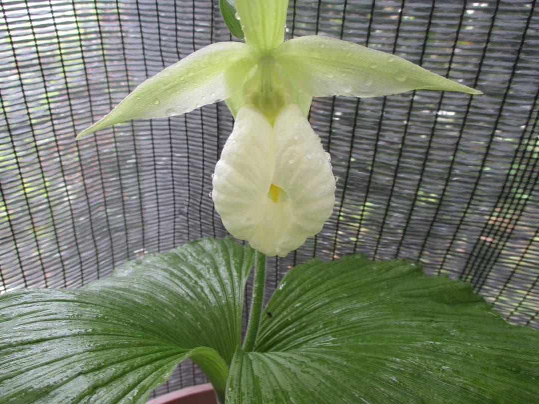 日本クマガイソウ白花素心（開花予定）2芽株(7)