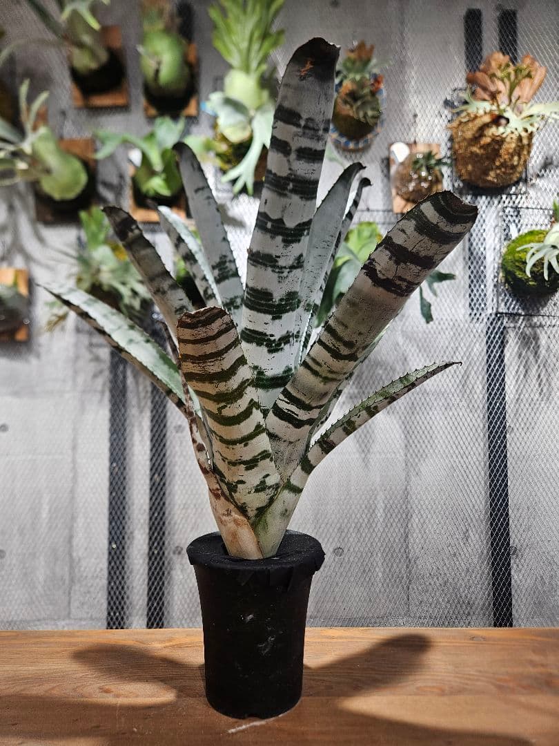 エクメア　チャンティーニ　ブラックセレクトA1