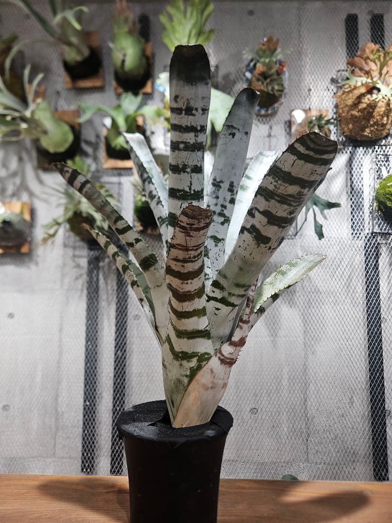 エクメア　チャンティーニ　ブラックセレクトA1