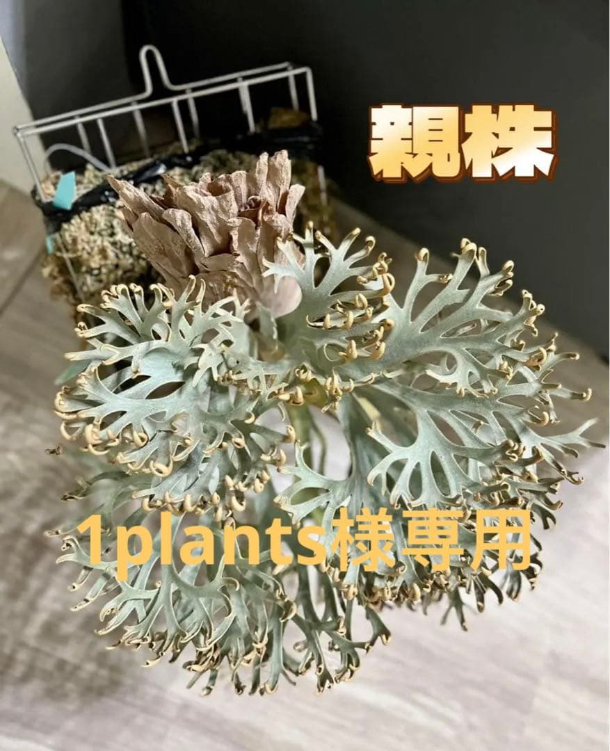 1plants　ビカクシダP.willincki Dwarf Nook特選