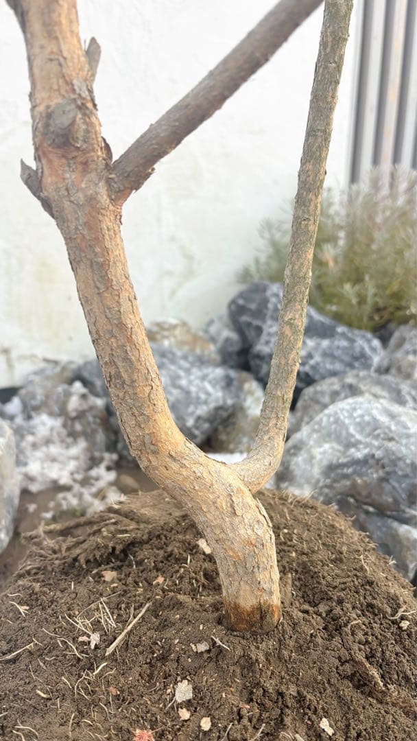 超美形。仕立てフェイジョア1.6M(鉢底から)幅1.0M 品番C