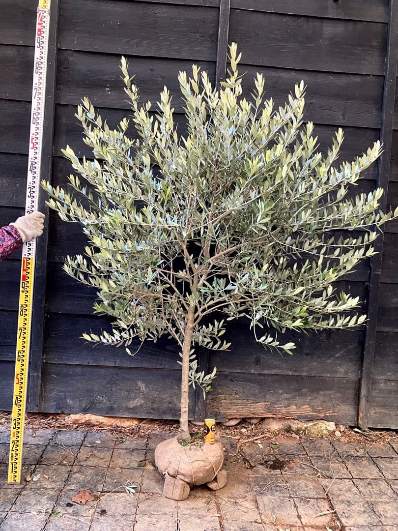 やよさん。専用　オリーブの木　レッチーノ