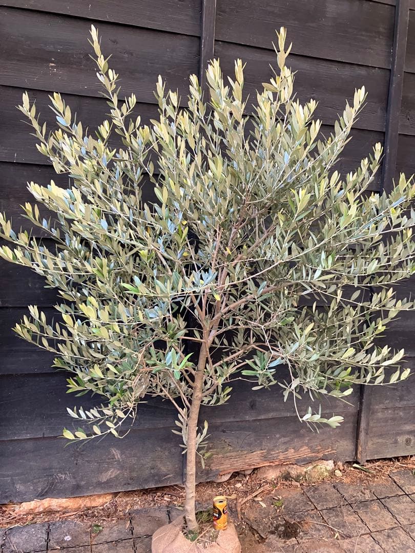 やよさん。専用　オリーブの木　レッチーノ