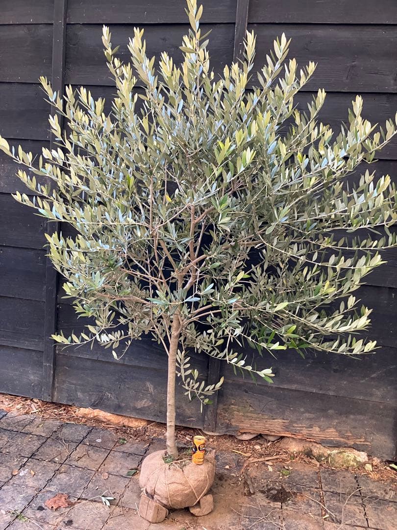 やよさん。専用　オリーブの木　レッチーノ