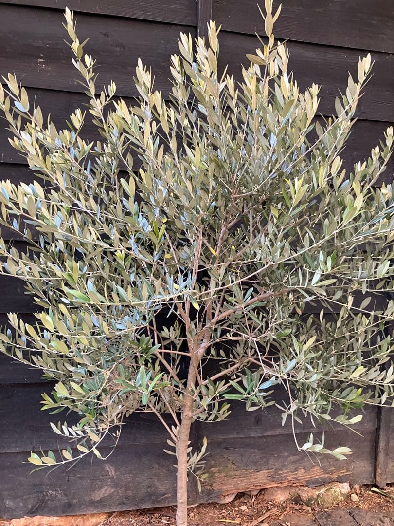 やよさん。専用　オリーブの木　レッチーノ