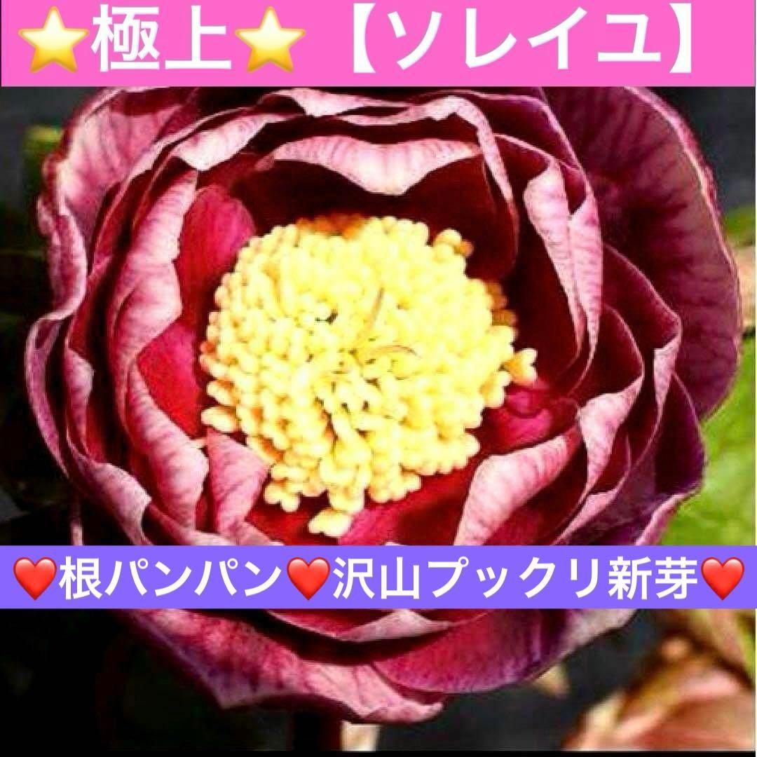 t*o様 ❤️根パンパン❤️沢山プックリ新芽❤️275⭐️極上品⭐️【ソレイユ】