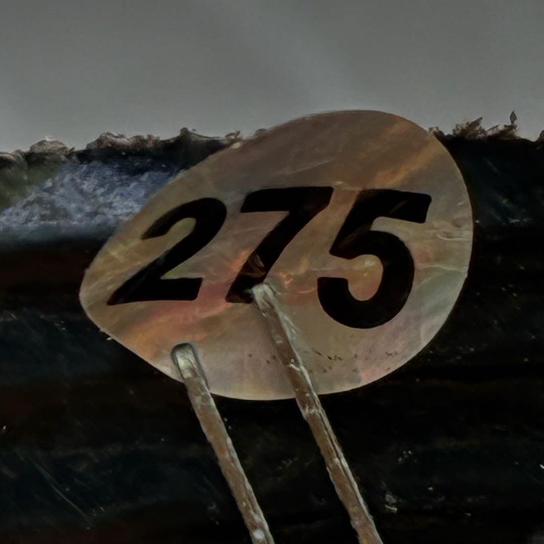 t*o様 ❤️根パンパン❤️沢山プックリ新芽❤️275⭐️極上品⭐️【ソレイユ】