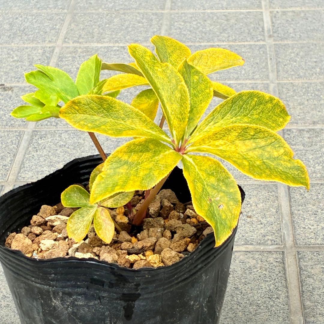 t*o様 ❤️根パンパン❤️沢山プックリ新芽❤️275⭐️極上品⭐️【ソレイユ】