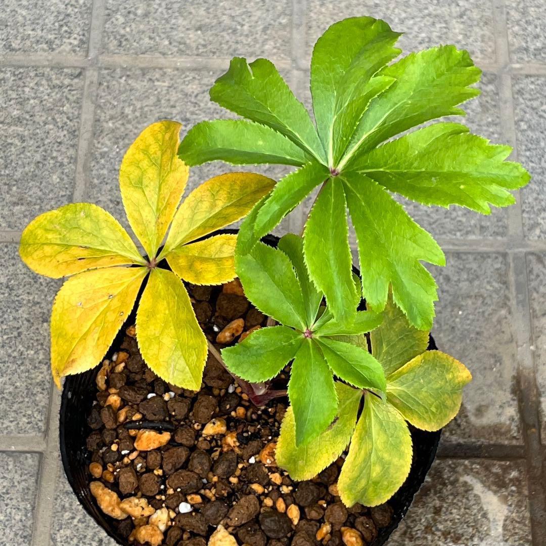 t*o様 ❤️根パンパン❤️沢山プックリ新芽❤️275⭐️極上品⭐️【ソレイユ】