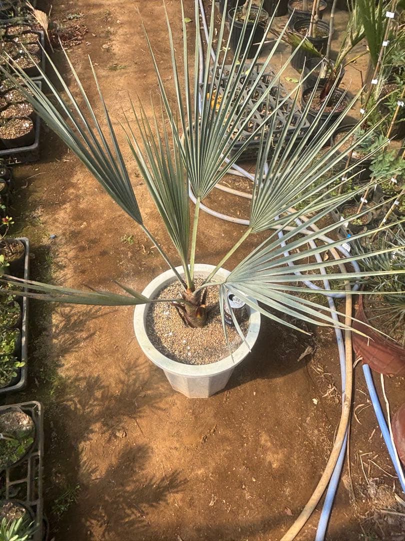 ブラヘア アルマータ　10号