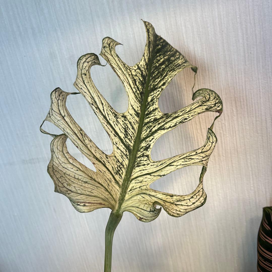 モンステラ デビルモンスター